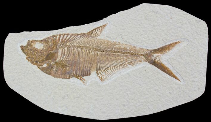 Detailed, Diplomystus Fossil Fish - Wyoming #79059